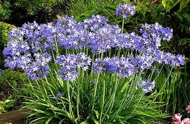 Agapanthus Bed And Breakfast Hoogkarspel Exterior foto
